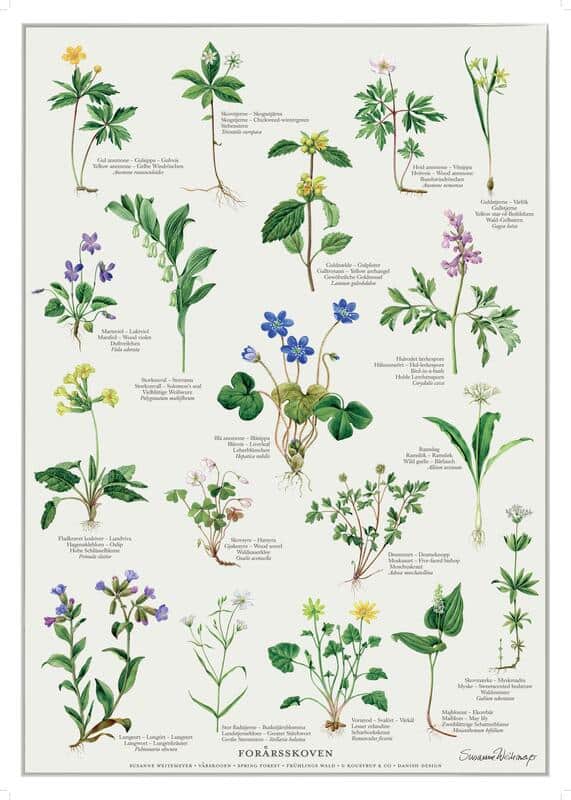 plakat forarsskoven nordisk 0502101586243212.5986